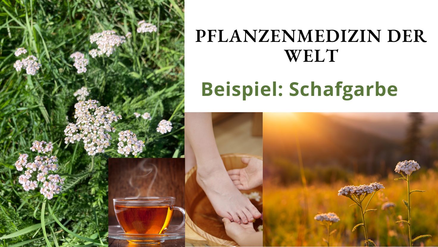 Pflanzenmedizinsysteme der Welt! Ein Beispiel: Schafgarbe - Heilpraktiker-finden.info