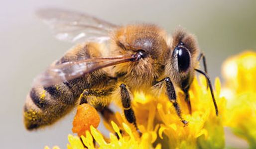 Heilpraktiker - Als Apitherapie (von lat. Apis „Biene”) wird die medizinische Verwendung von Bienenprodukten bezeichnet. Dazu zählen nicht nur Honig, Propolis oder Gelée Royale, sondern auch Bienenwachs und die Bienenstockluft.  - Praxis für Naturheilkunde Höningen