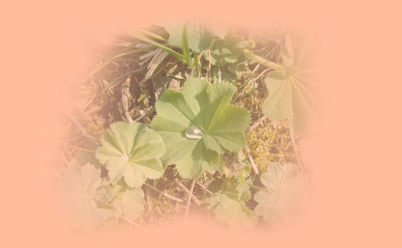 Elisabeth Jagfeld Leistungsbeschreibung Natürliche Frauenheilkunde